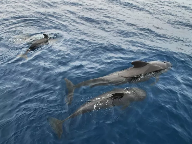 dolphin family swimming in the Atlantic Ocean