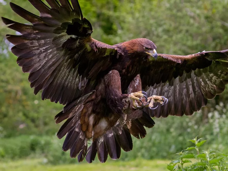 Golden Eagle