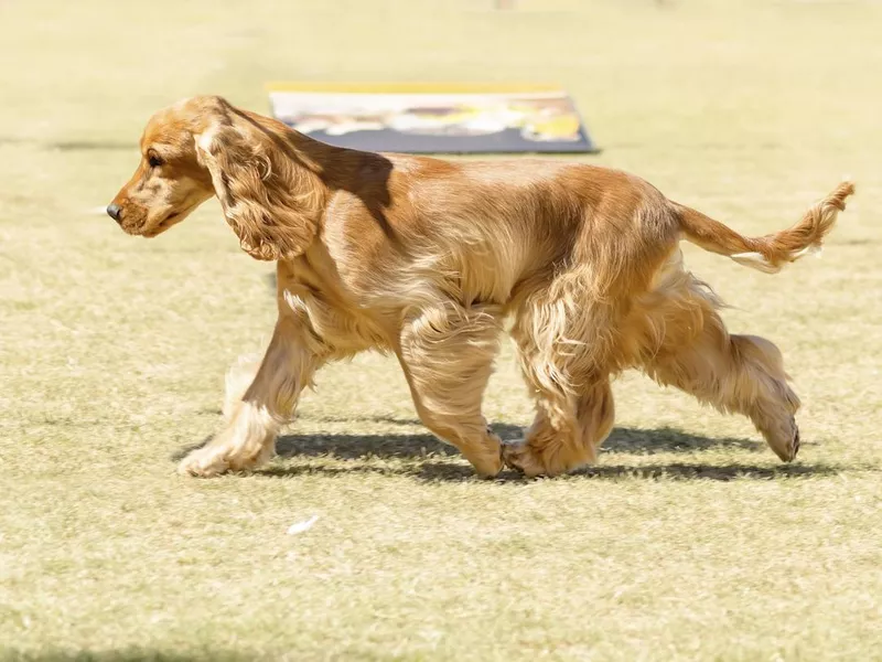 English cocker spaniel walking