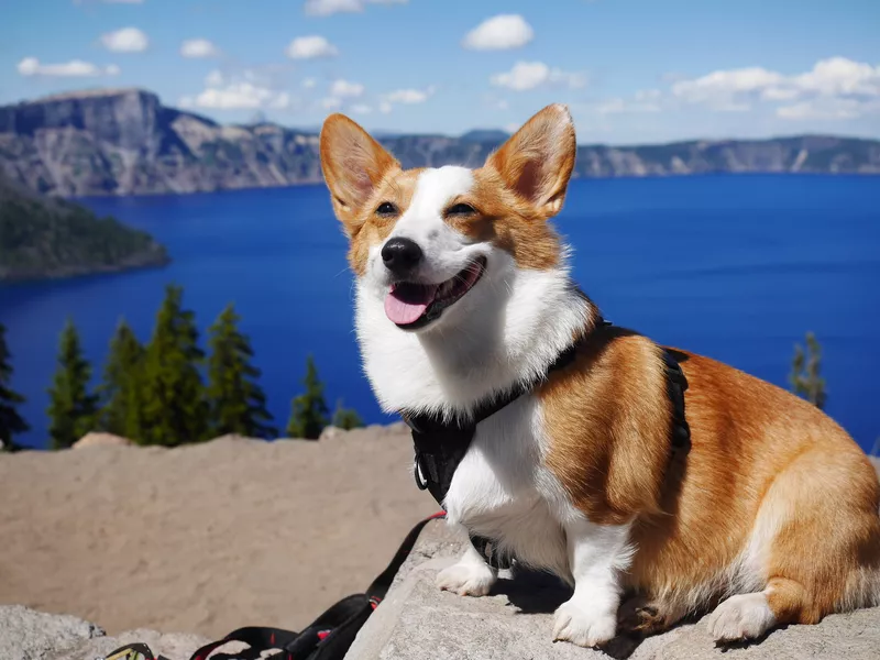 Corgi