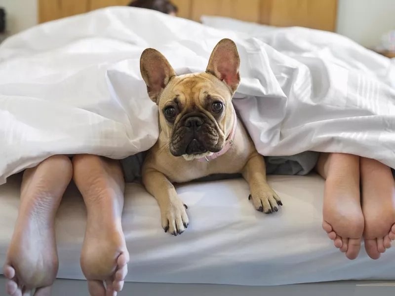 Doctor Dog Should Dogs Sleep in Your Bed