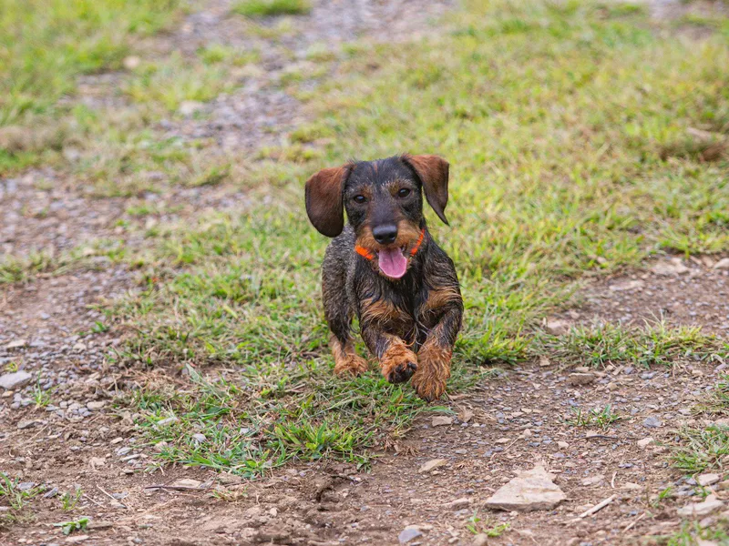 Dachshund Running