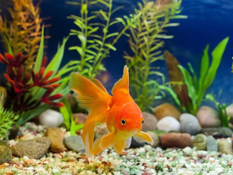 Goldfish