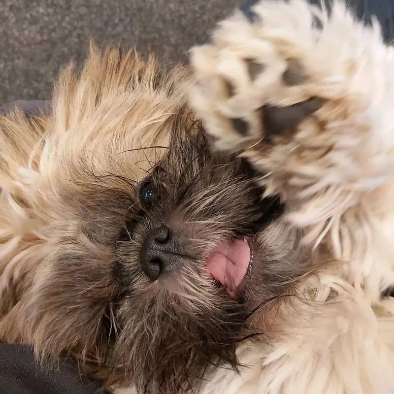 Baby Shih Tzu Laying down