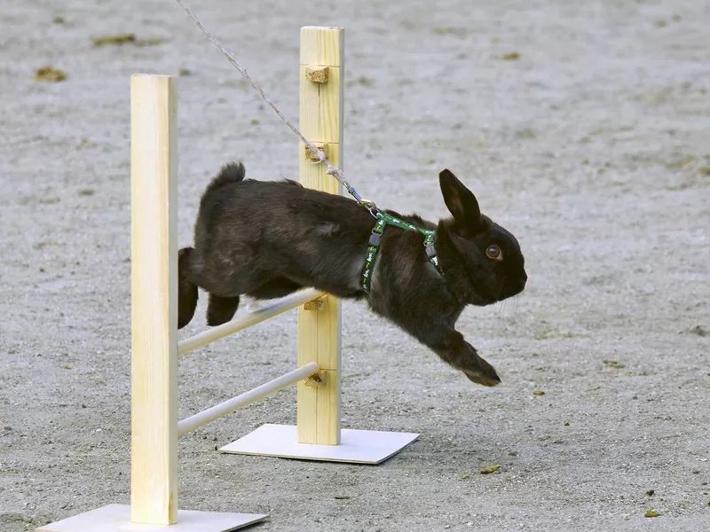 Rabbit jumps through the barrier