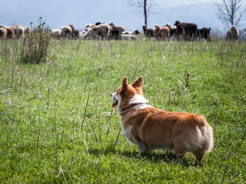 Pembroke Welsh Corgi looking at a flock of sheep