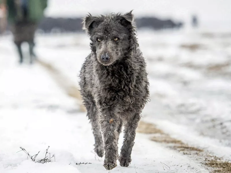 Walking in the snow