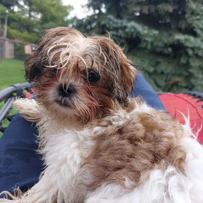 Shih Tzu Outside