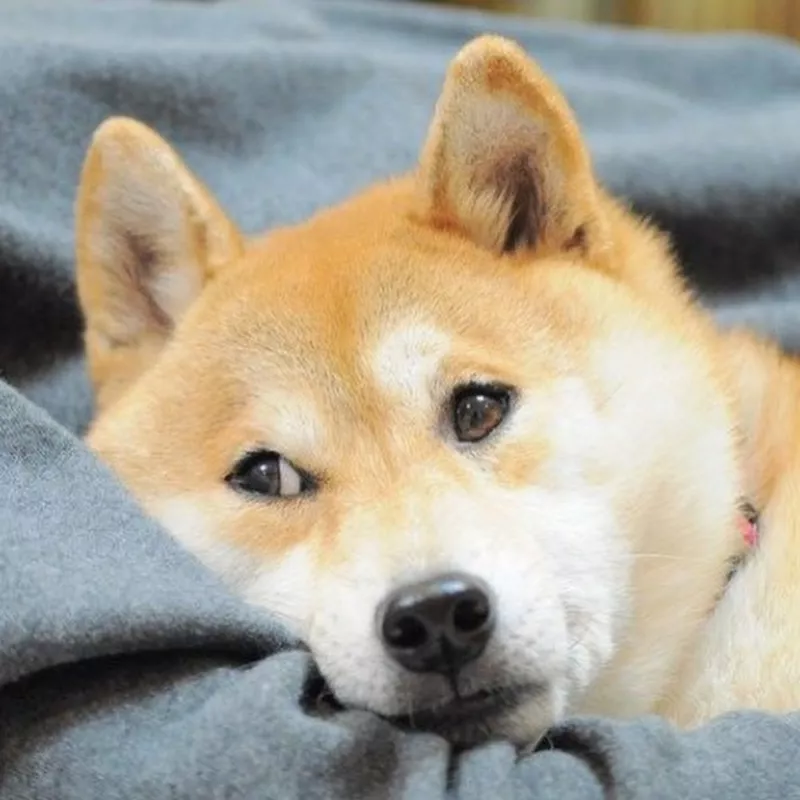 Dog looking skeptical
