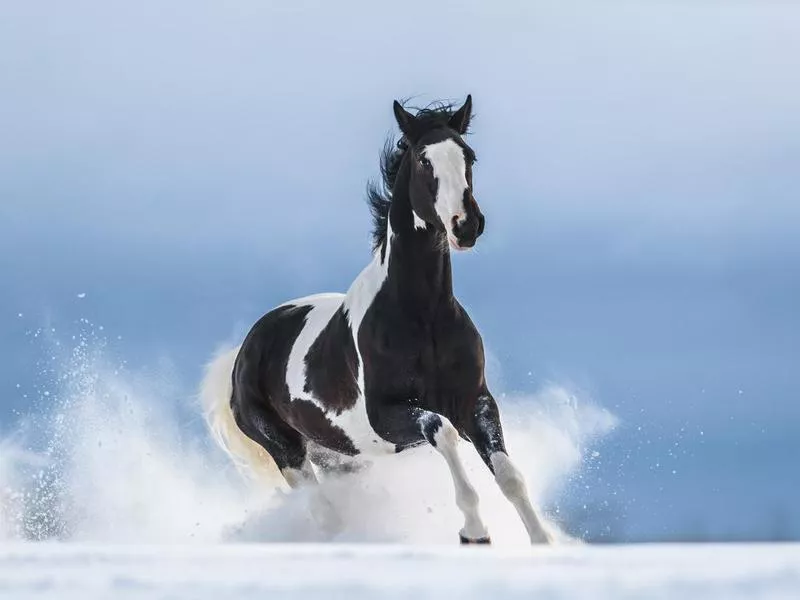 American Paint Horse in snow
