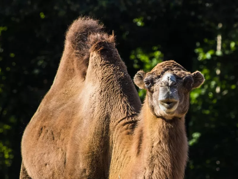 Two-humped camel