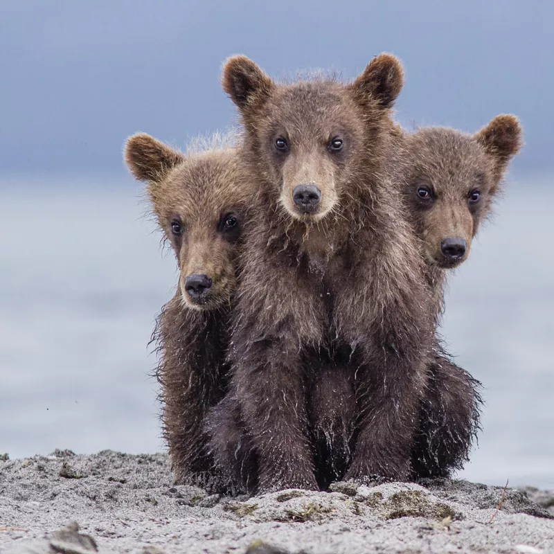 Three headed
