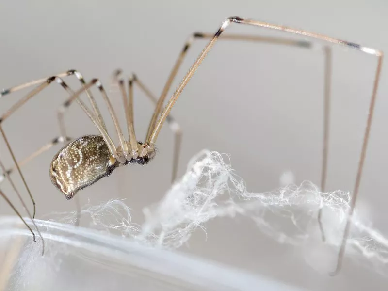 Close up of daddy longlegs