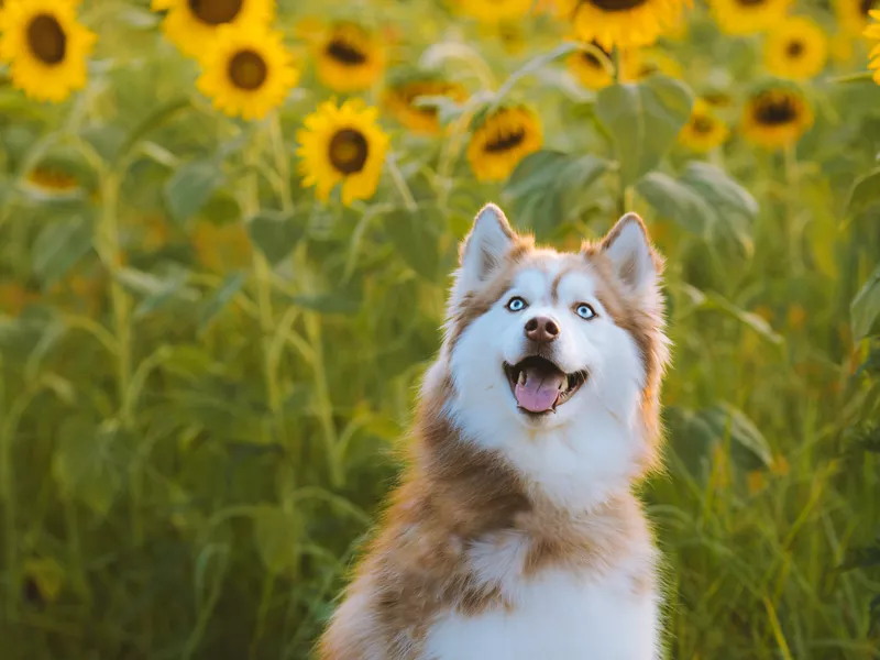 Siberian Husky