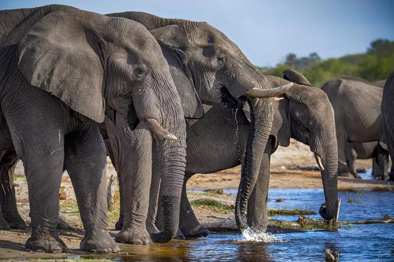 Elephants drinking