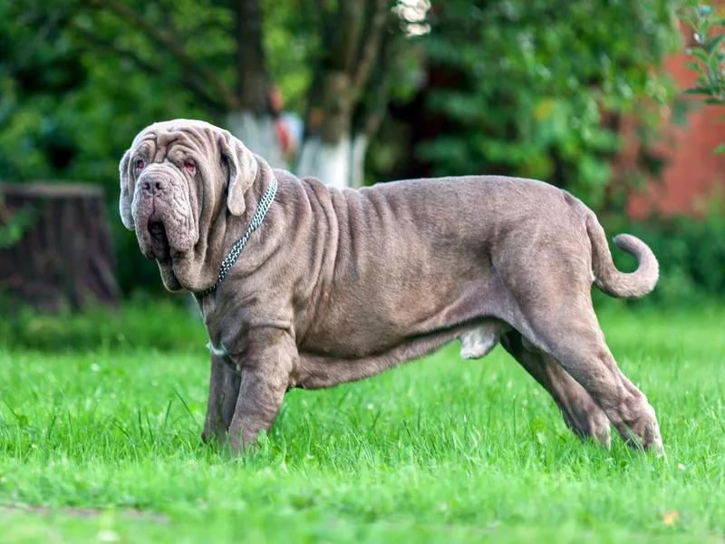 Neapolitan Mastiff on grass