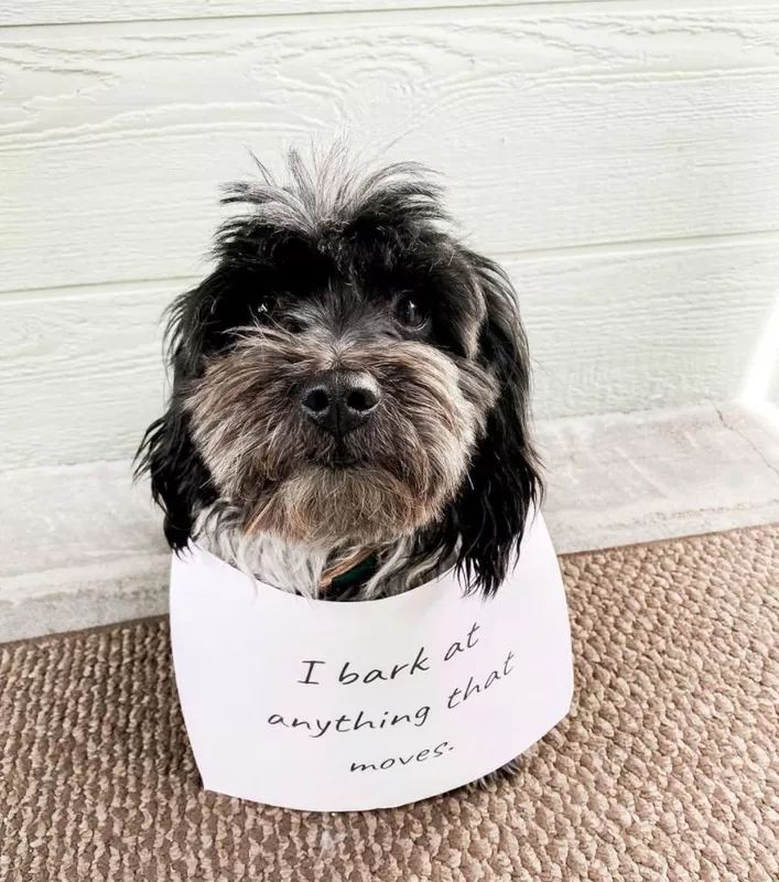 Dog barks at anything that moves