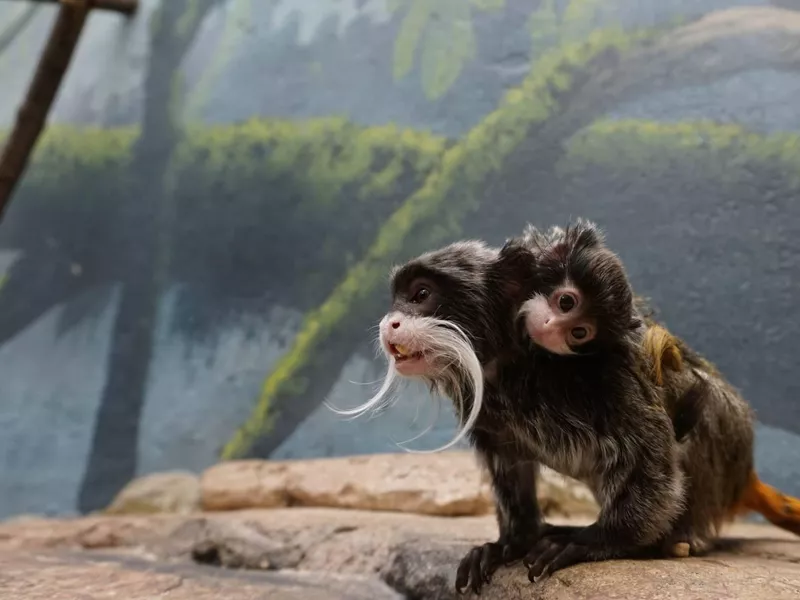 Small Emperor Tamarin with baby