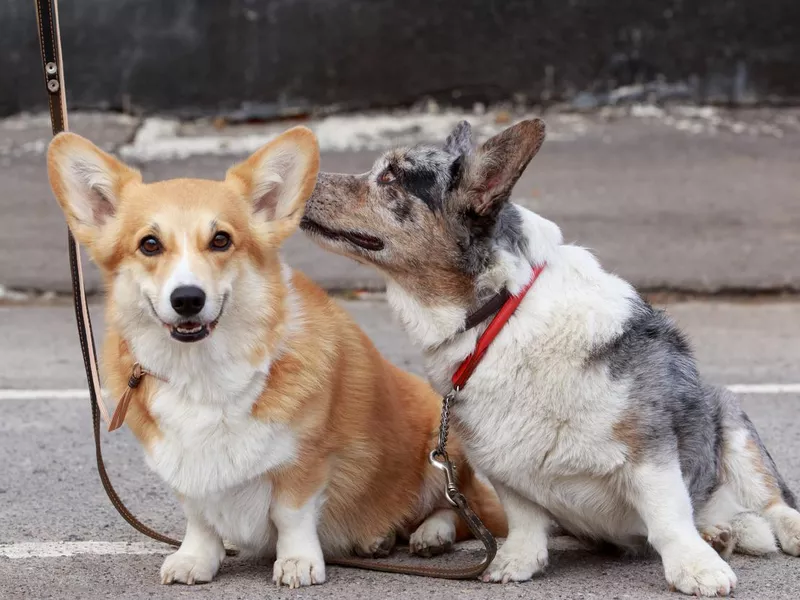 Cardigan and Pembroke Welsh Corgi