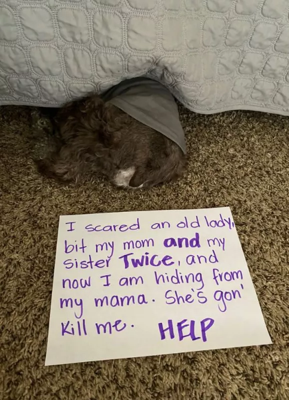 Dog hiding under bed