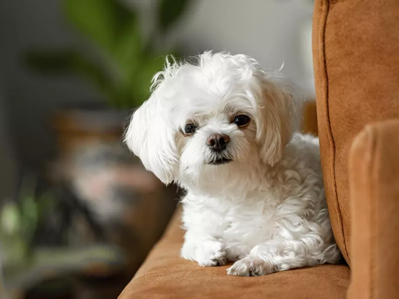 Cute Maltese puppy dog lying on an armrest of a sofa