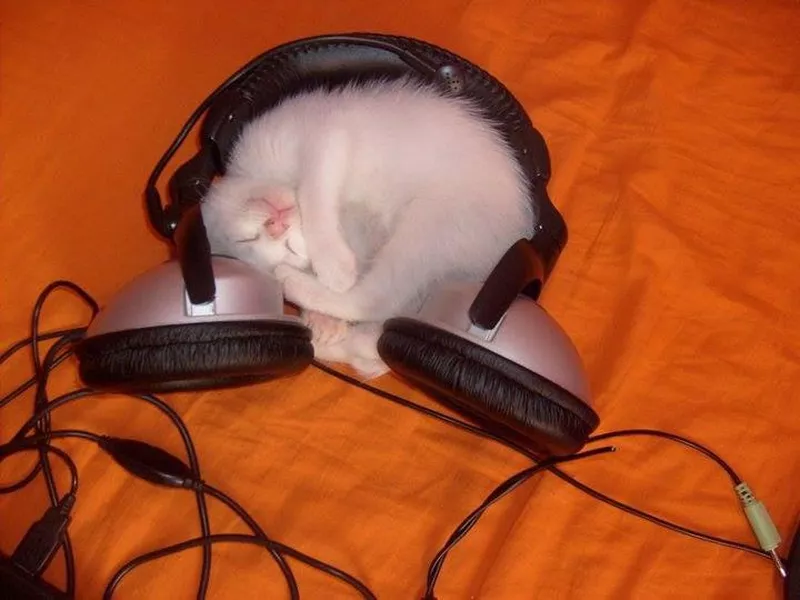 Kitten curled up inside headphones