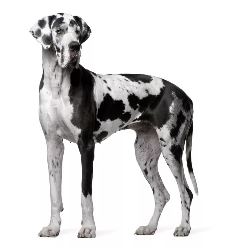 Great Dane