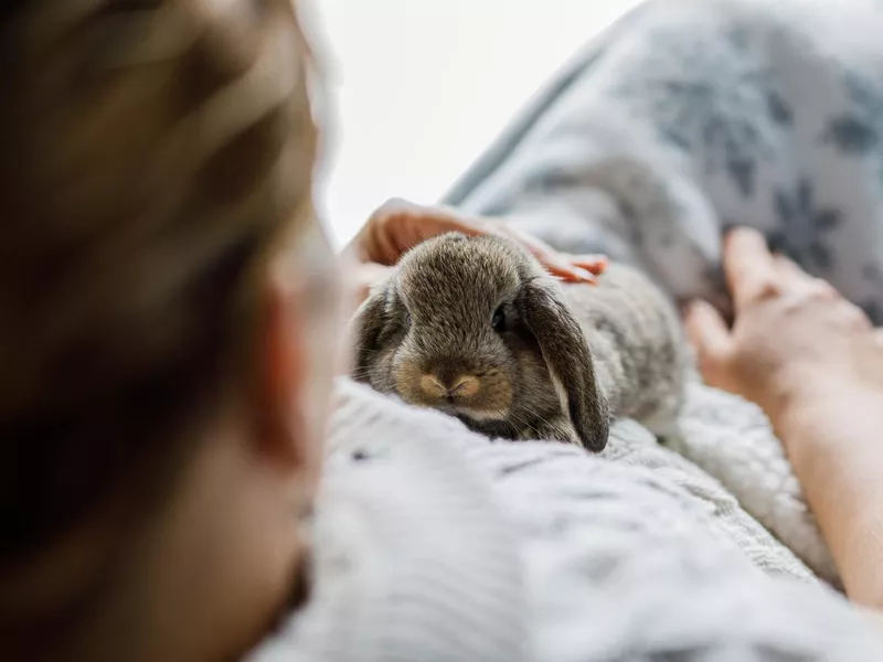 Woman caressing cute baby rabbit