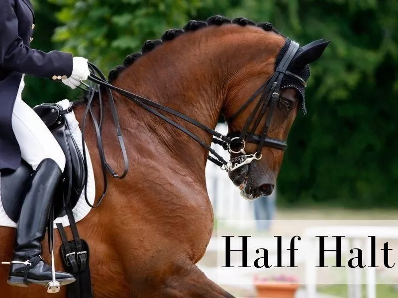 Half Halt
