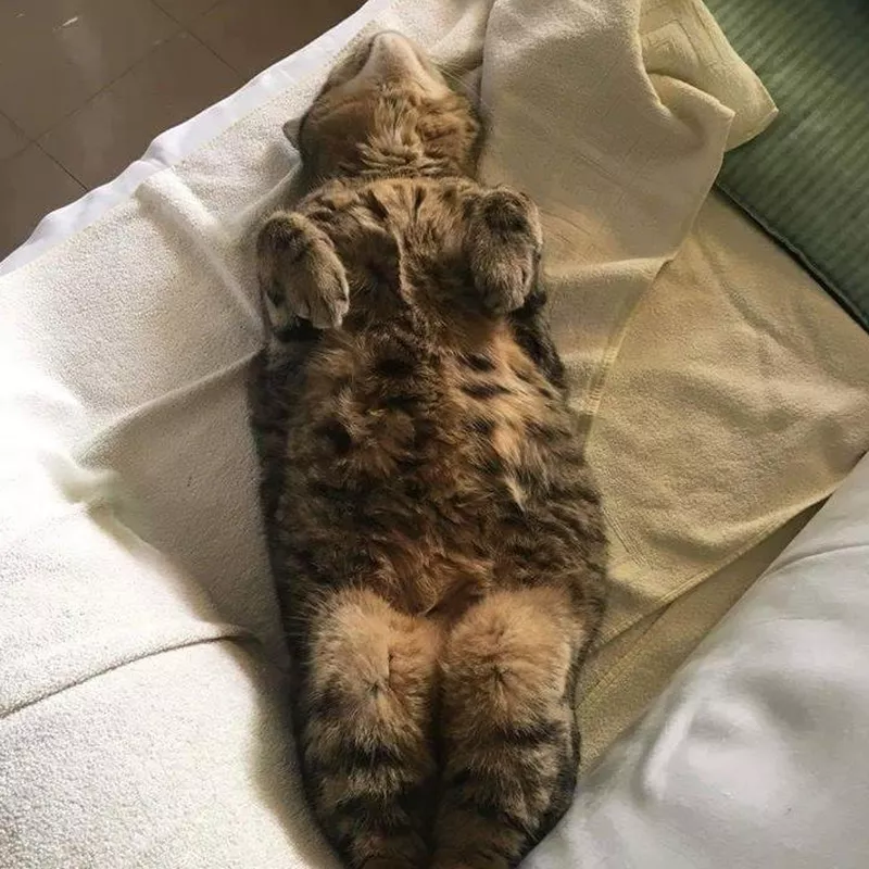 Cat sleeping on its back