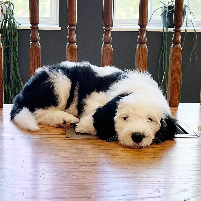 Adorable sheepadoodle puppy
