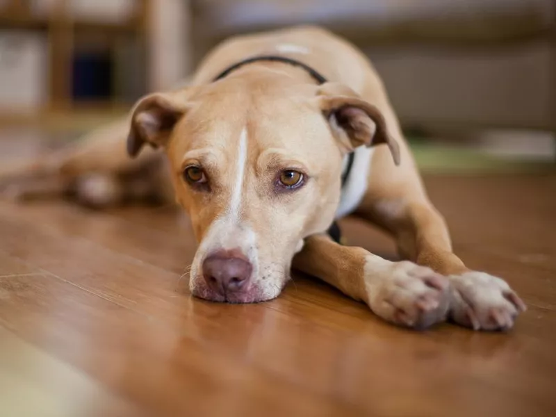 Senior, mixed breed dog