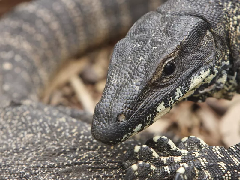 Lace Monitor - Goanna