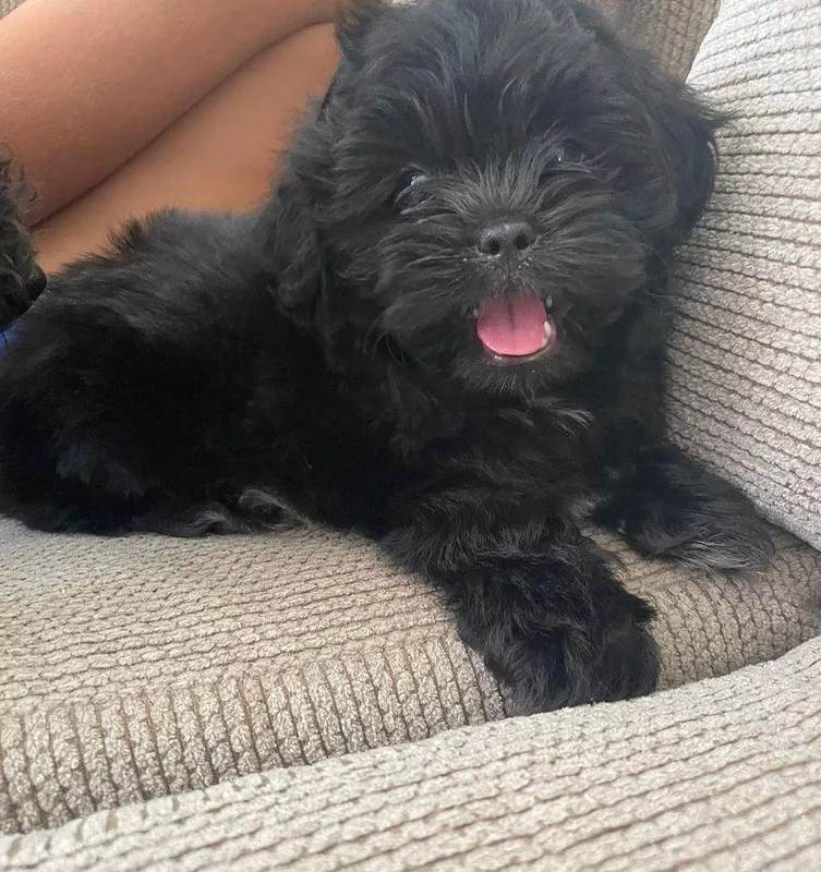 Happy Shih Tzu Puppy