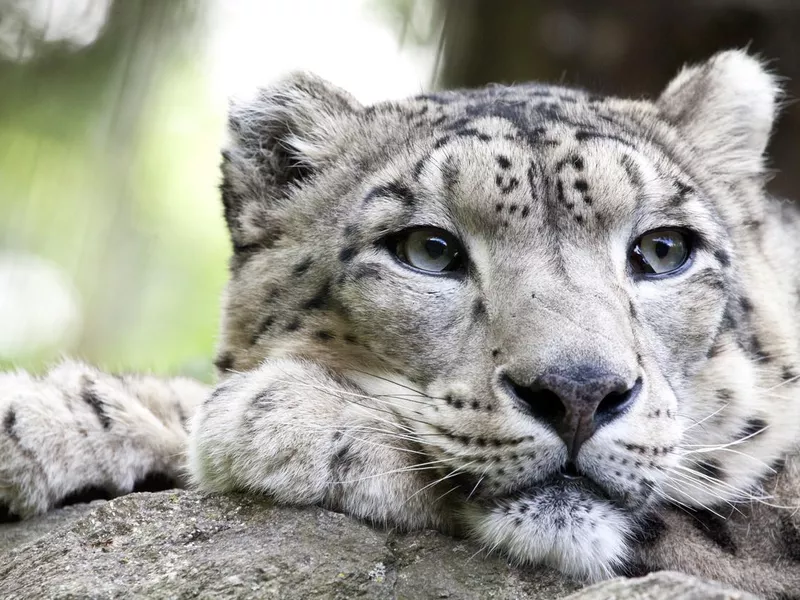 Snow leopard