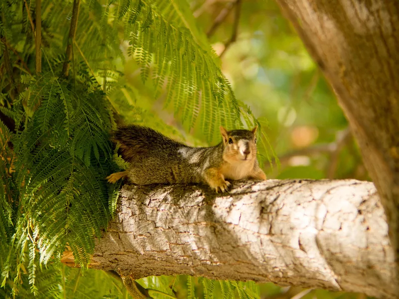 Squirrel laying on branch