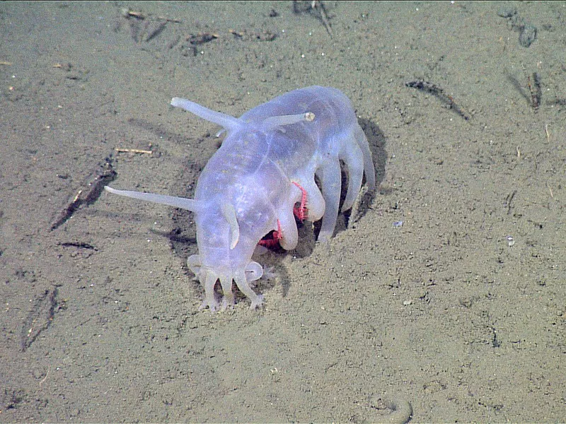 Sea Pig