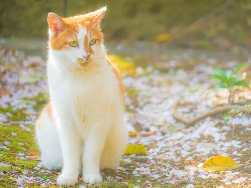 Japanese Bobtail