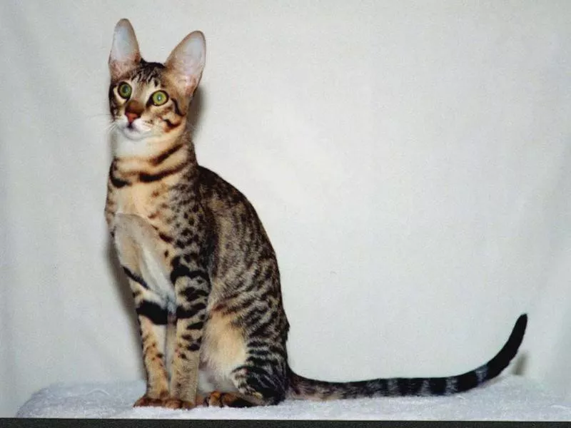 Serengeti male cat
