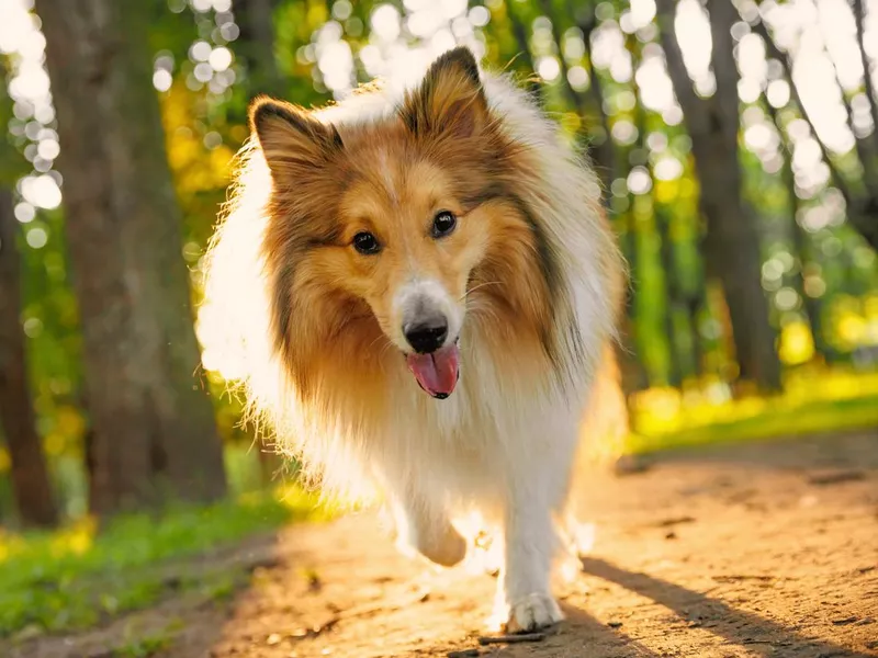 Sable sheltie - shetland sheepdog is walking in a park.