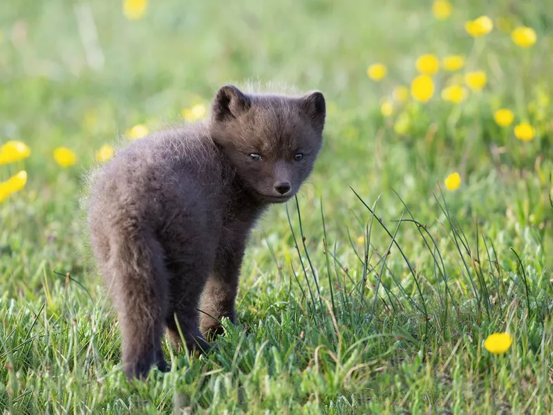 Arctic fox cub