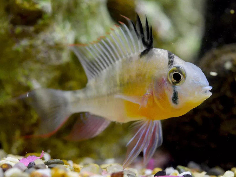 Bolivian Ram