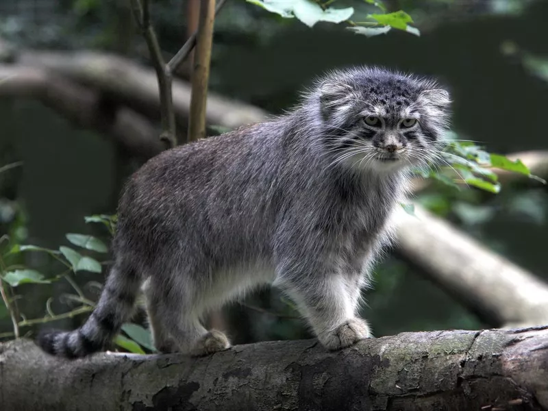 Pallas' Cats walking on tree