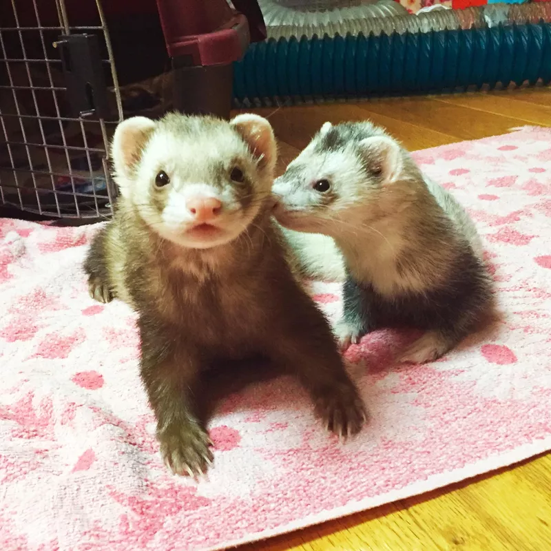 Ferrets