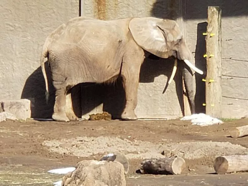 Elephant at Seneca Park Zoo