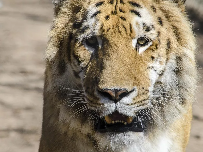 Liger or Ti-Liger