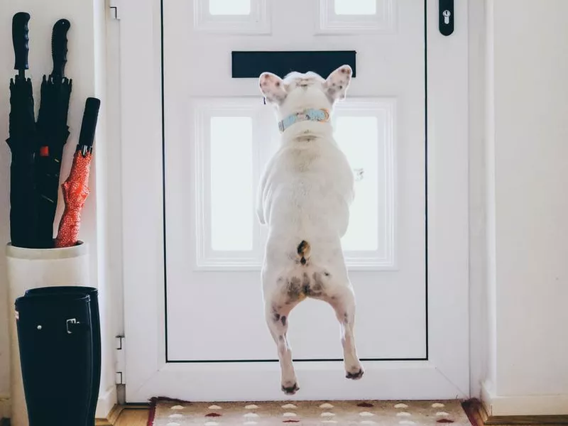 Frenchie and mail slot