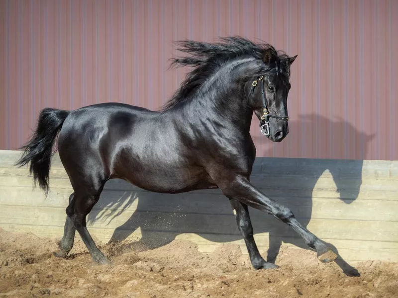 Andalusian