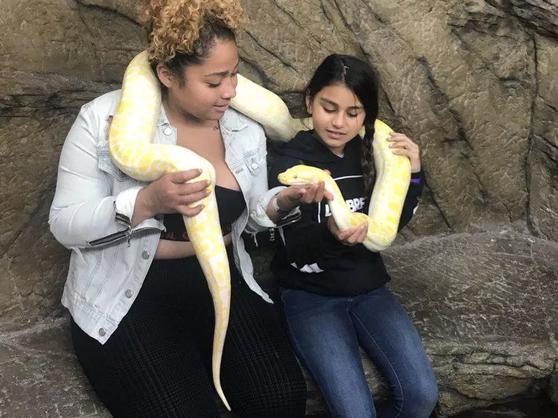 Visitors holding a snake at the The Reptile Zoo