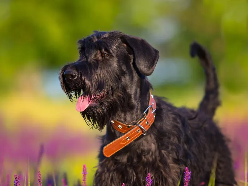 Schnauzer dog